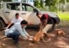 Palmas reforça prevenção e vigilância contra zoonoses durante todo o ano