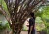 Rota Gastronômica da Jabuticaba oferece pratos especiais em Taquaruçu